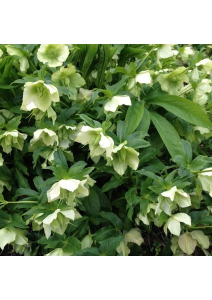 Nadir Bitki Soğuklara Dayanıklı Helleborus Green Star Herdem Yeşil Noel Gülü Çiçeği Fidanı