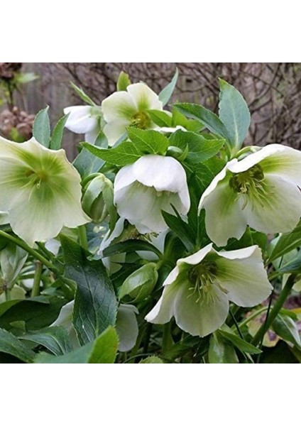 Nadir Bitki Soğuklara Dayanıklı Helleborus Green Star Herdem Yeşil Noel Gülü Çiçeği Fidanı fiyatları