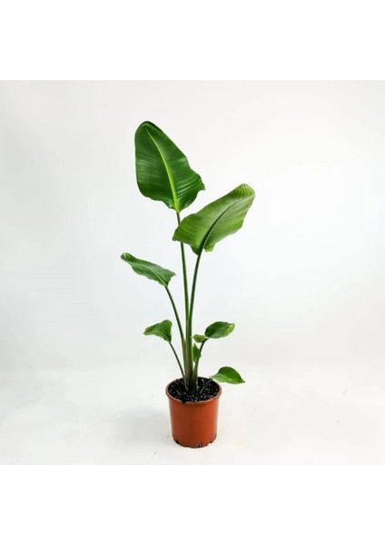 Starliçe / Beyaz Cennet Kuşu / 40-60 cm / Şu An Çiçeksiz / Popüler Bitki / Dolgun Formda