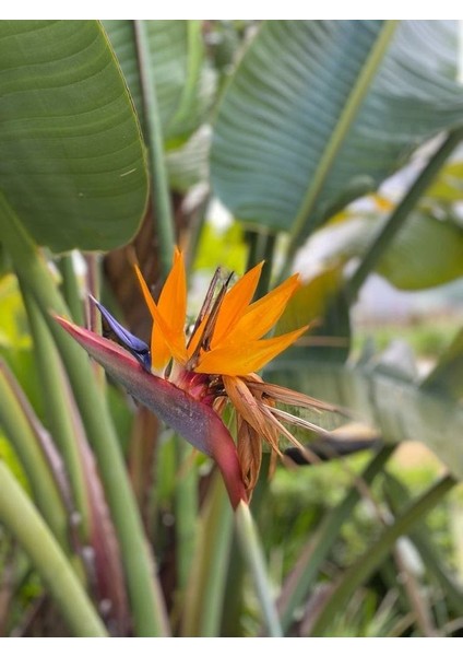 Starliçe / 120-140 cm / Strelitzia Reginae / Turuncu Cennet Kuşu / Şu An Çiçeksiz / Popüler Bitki