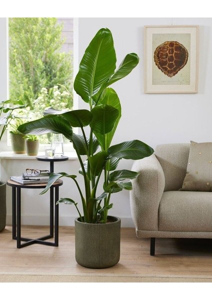 Starliçe / 120-140 cm / Strelitzia Reginae / Turuncu Cennet Kuşu / Şu An Çiçeksiz / Popüler Bitki