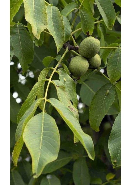 Chandler Cevizi Fidanı 2 -3 Yaş Arası 60-100 cm Boylarında Tüplü