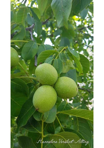 Chandler Cevizi Fidanı 2 -3 Yaş Arası 60-100 cm Boylarında Tüplü modelleri