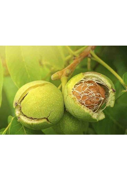 Chandler Cevizi Fidanı 2 -3 Yaş Arası 60-100 cm Boylarında Tüplü fırsatları