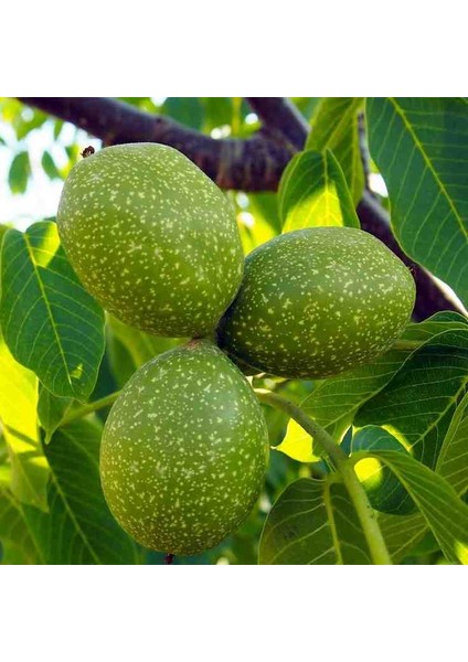 Anadolu Cevizi Fidanı 3 Yaş Tüplü 60-100 cm Boylarında