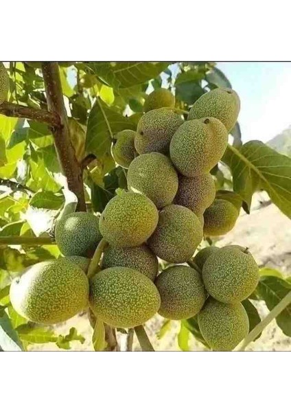 Anadolu Cevizi Fidanı 3 Yaş Tüplü 60-100 cm Boylarında fiyatları