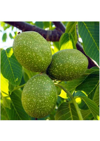 Anadolu Cevizi Fidanı 3 Yaş Tüplü 60-100 cm Boylarında modelleri