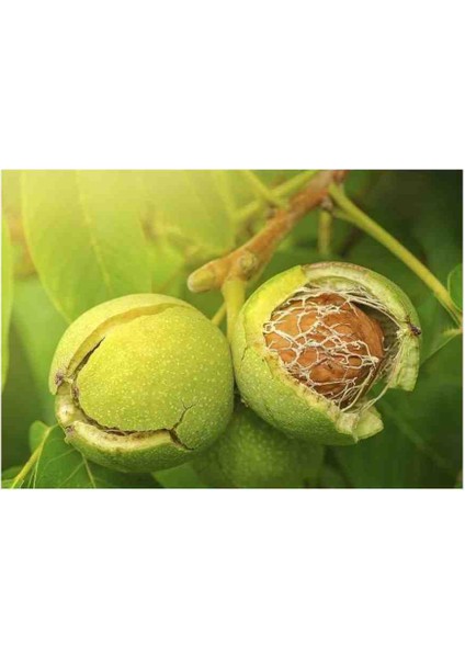 Anadolu Cevizi Fidanı 3 Yaş Tüplü 60-100 cm Boylarında fırsatları