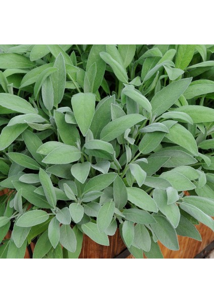 Adaçayı – Salvia Officinalis – Tıbbi Adaçayı 3 Adet