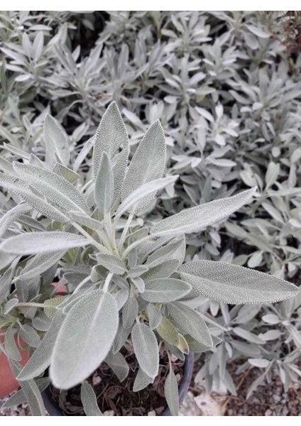 Adaçayı – Salvia Officinalis – Tıbbi Adaçayı 3 Adet