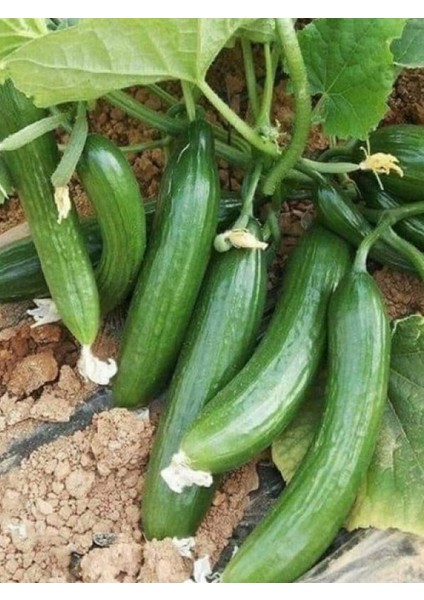 +20 Adet Köy Salatalık Tohumu