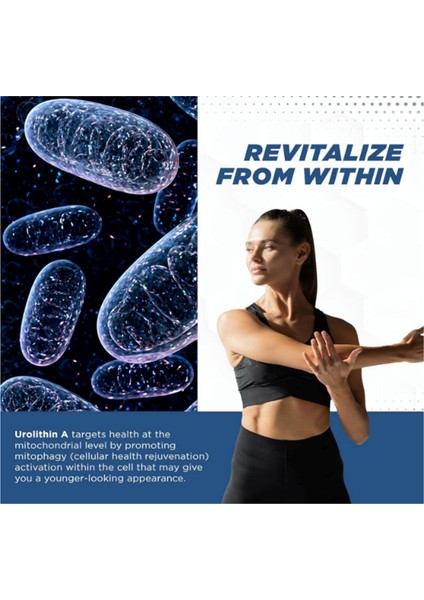 Promito 500 mg Urolithin A 60 Capsul