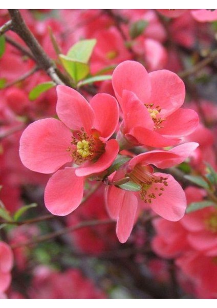Japon Ayvası Bahar Dalı Fidanı 20-30 cm Chaenomeles Japonica