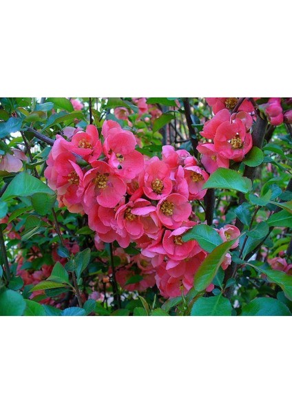 Japon Ayvası Bahar Dalı Fidanı 20-30 cm Chaenomeles Japonica