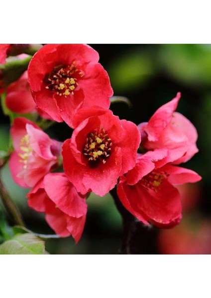 Japon Ayvası Bahar Dalı Fidanı 20-30 cm Chaenomeles Japonica