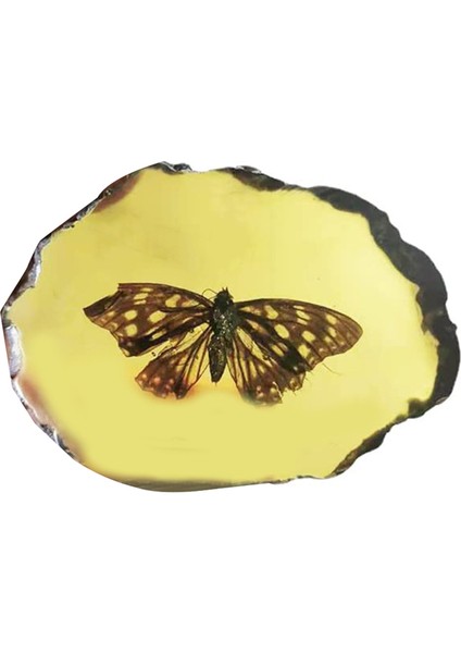 Amber Fosil Böcek Örnekleri Yapay Amber Böcek, Kelebekler (Yurt Dışından)