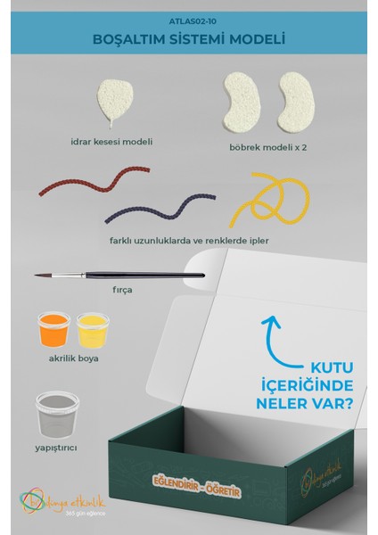 Boşaltım Sistemi Modeli | 02-10 modelleri