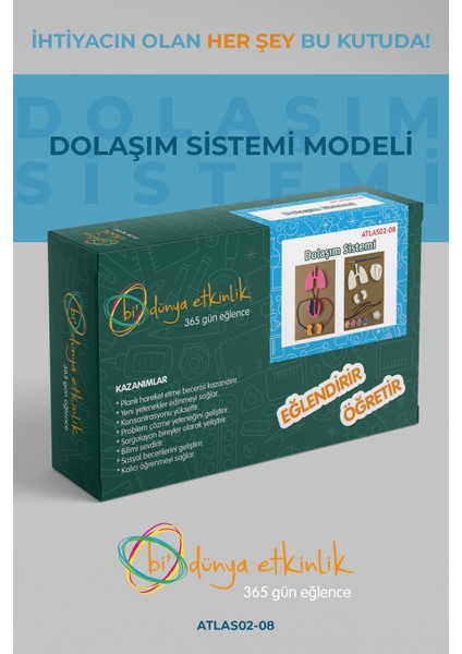 Dolaşım Sistemi Modeli | 02-08 fiyatları