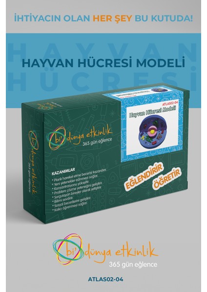 Hayvan Hücresi Modeli | 02-04