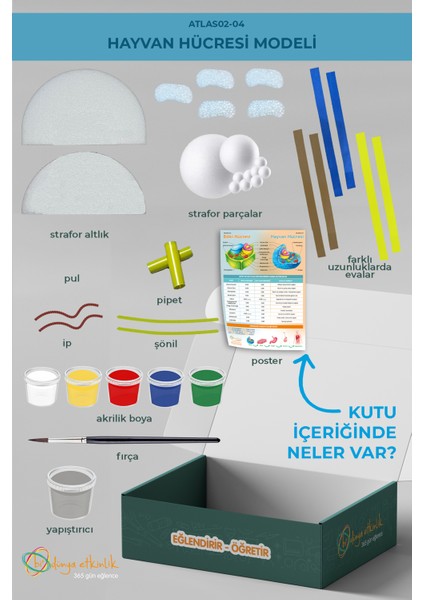 Hayvan Hücresi Modeli | 02-04