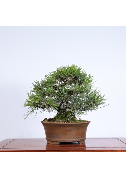 Japon Karaçamı Bonsai NO.562
