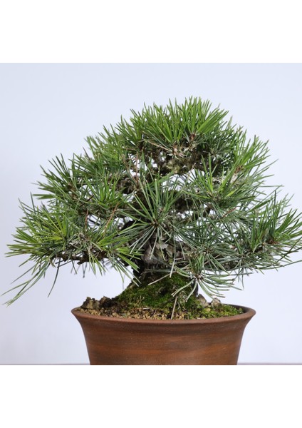 Japon Karaçamı Bonsai NO.562 fiyatları