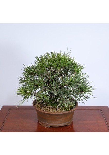 Japon Karaçamı Bonsai NO.562 modelleri