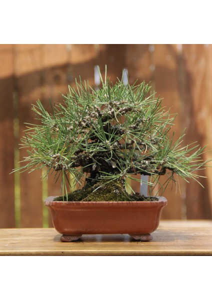 Japon Karaçamı Bonsai NO.562 fırsatları