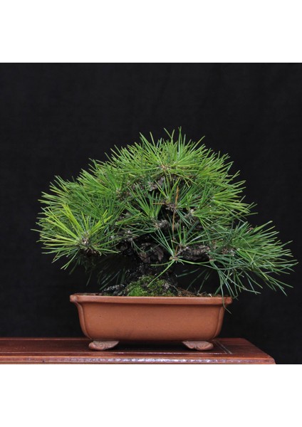 Japon Karaçamı Bonsai NO.562 indirimleri