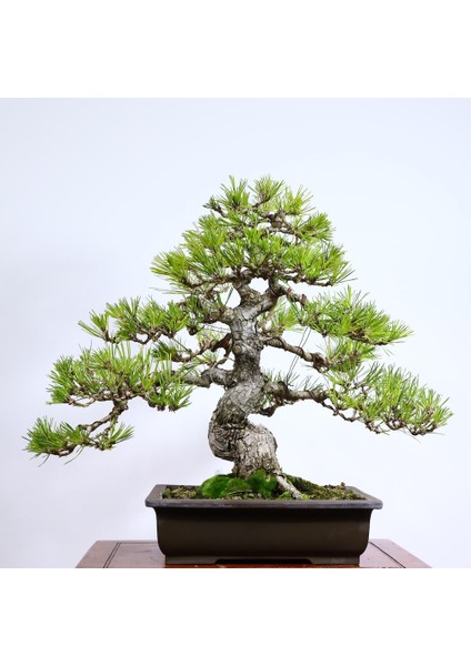 Japon Karaçamı Bonsai - Pinus Thunbergii NO.612
