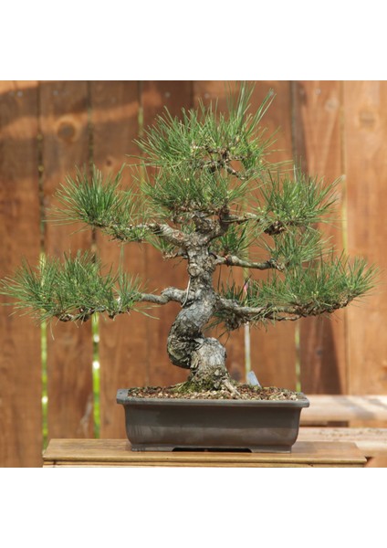 Japon Karaçamı Bonsai - Pinus Thunbergii NO.612 fiyatları