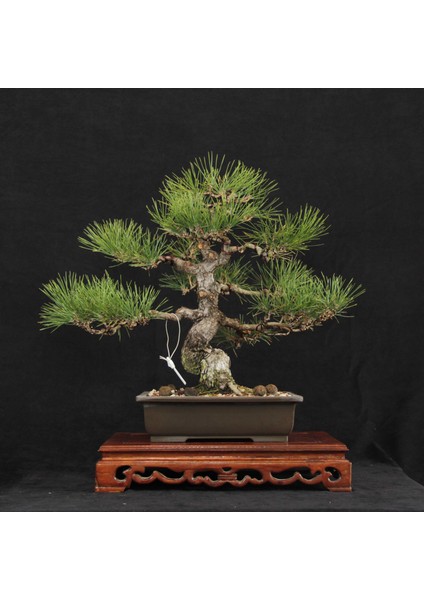 Japon Karaçamı Bonsai - Pinus Thunbergii NO.612 modelleri