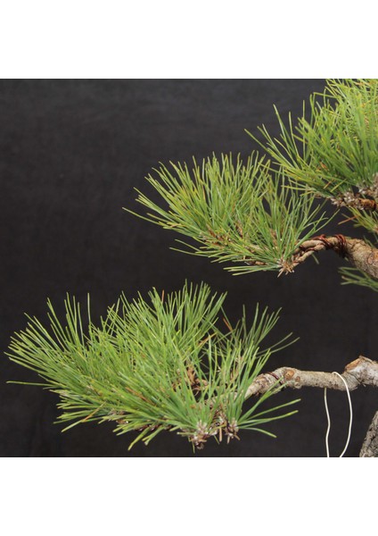 Japon Karaçamı Bonsai - Pinus Thunbergii NO.612 indirimleri
