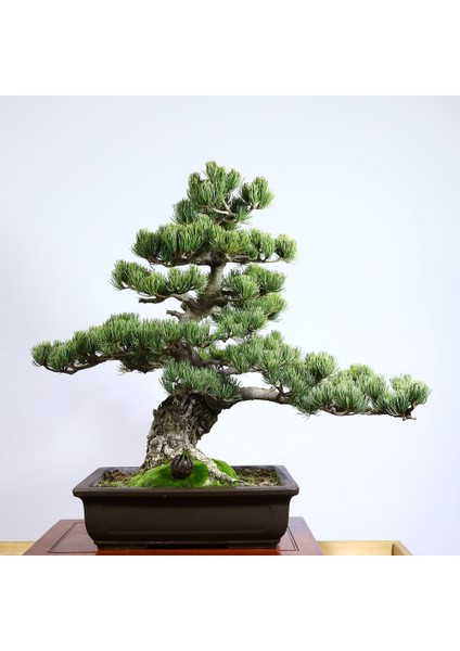 Japon Beyaz Çamı Bonsai NO.630