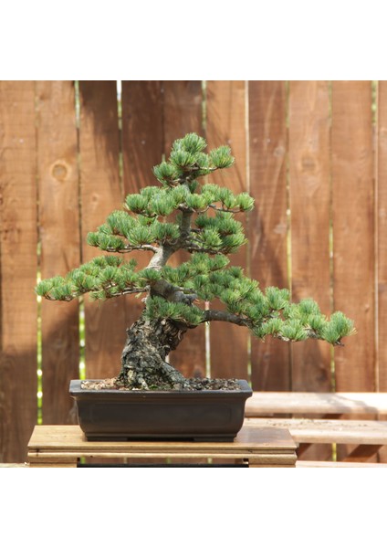 Japon Beyaz Çamı Bonsai NO.630