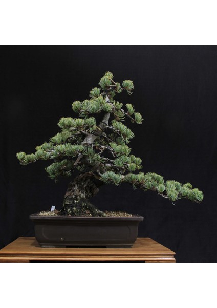 Japon Beyaz Çamı Bonsai NO.630