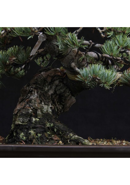 Japon Beyaz Çamı Bonsai NO.630