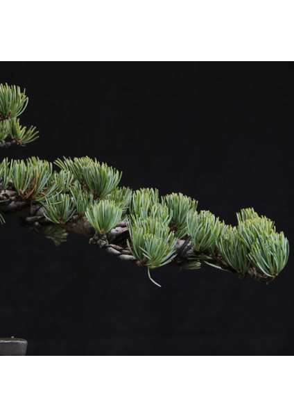 Japon Beyaz Çamı Bonsai NO.630