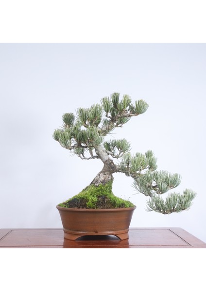 Japon Beyaz Çamı Bonsai NO.636