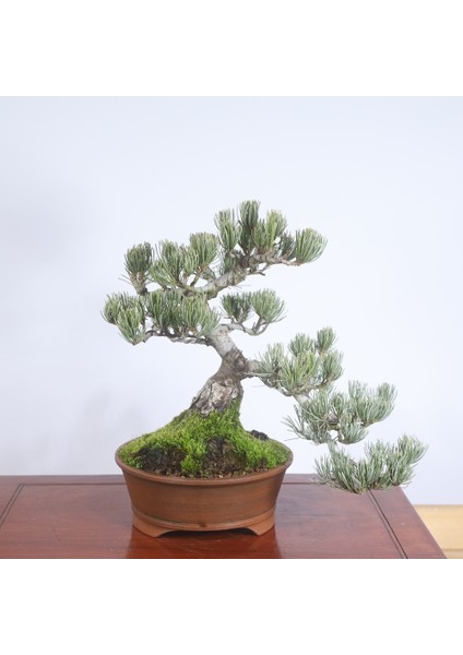 Japon Beyaz Çamı Bonsai NO.636