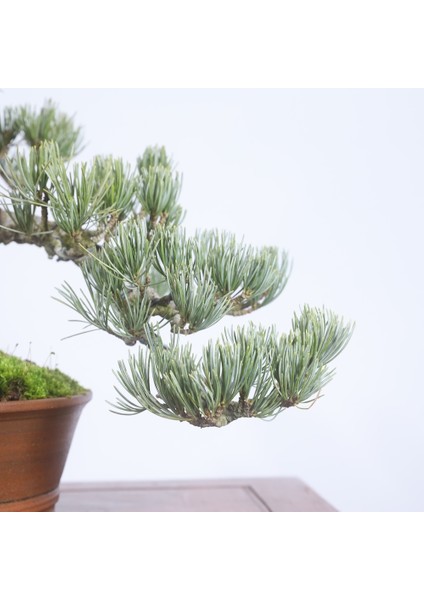 Japon Beyaz Çamı Bonsai NO.636