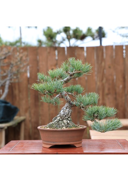 Japon Beyaz Çamı Bonsai NO.636