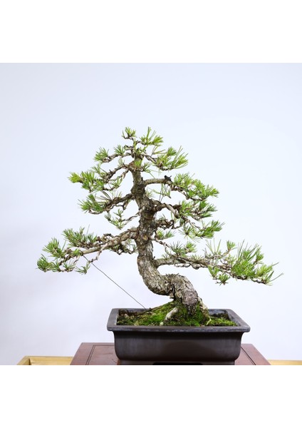 Japon Karaçamı Bonsai NO.757