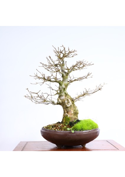 Üç Dişli Akçaağaç Bonsai - NO.649