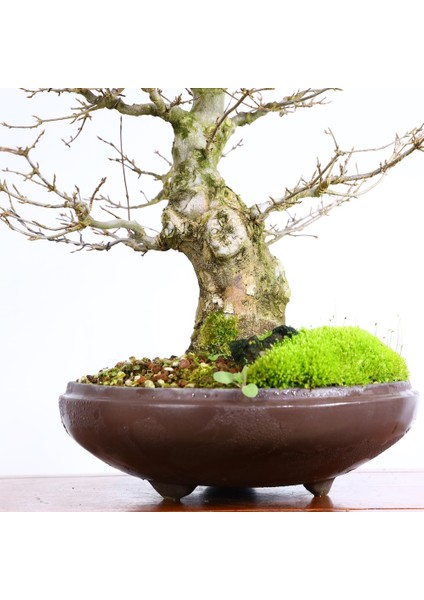 Üç Dişli Akçaağaç Bonsai - NO.649