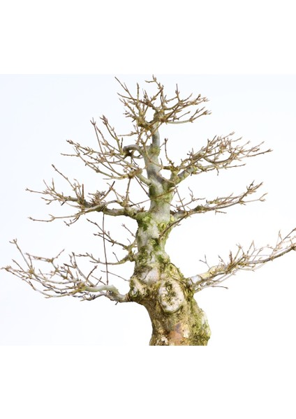 Üç Dişli Akçaağaç Bonsai - NO.649
