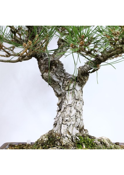 Japon Karaçamı Bonsai NO.646
