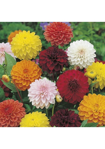 Yıldız Çiçeği – Dahlia 15 cm 5’li Karışık Renklerde