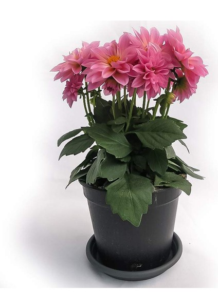 Yıldız Çiçeği – Dahlia 15 cm 5’li Karışık Renklerde