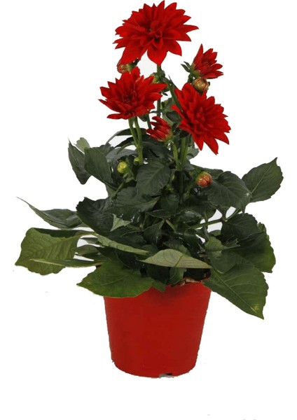 Yıldız Çiçeği – Dahlia 15 cm 5’li Karışık Renklerde